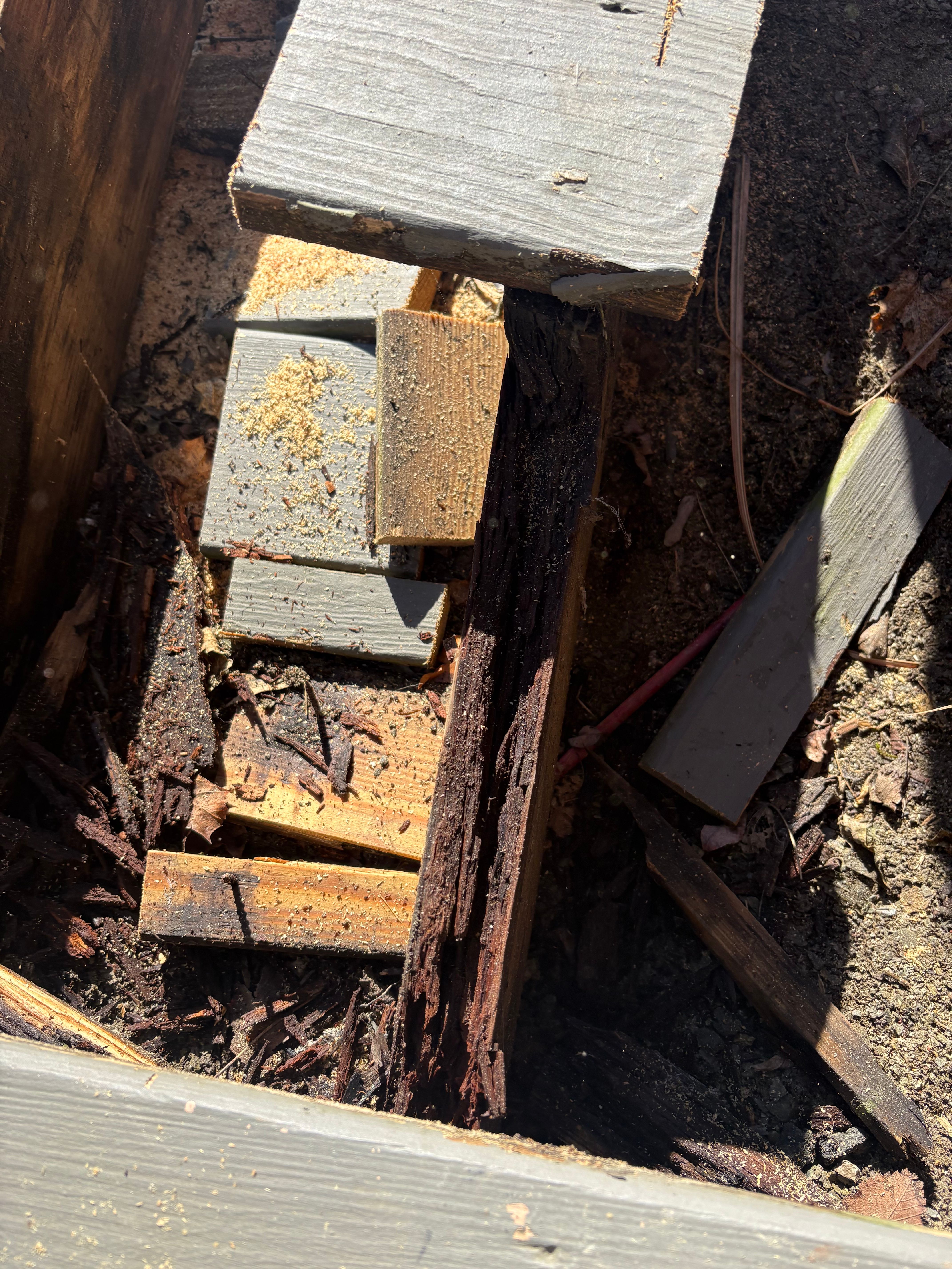 A close-up looking down into an opened deck frame during a rebuild, showing hidden rot: a near-black joist crumbling and splitting apart between sound grey and tan boards, with sawdust and broken wood scattered in the soil around it.